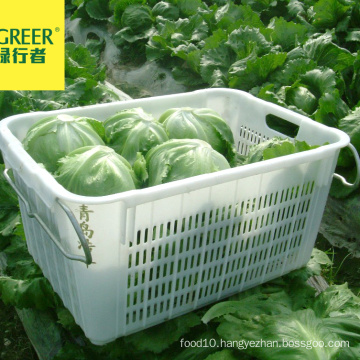 Korea Fresh Iceberg Lettuce  For KFC ,Supermarket